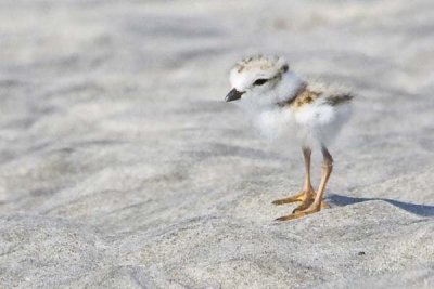 Piping Plover Baby 2.jpg