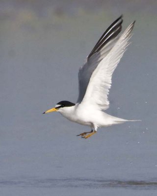 Least Tern Taking Off.jpg