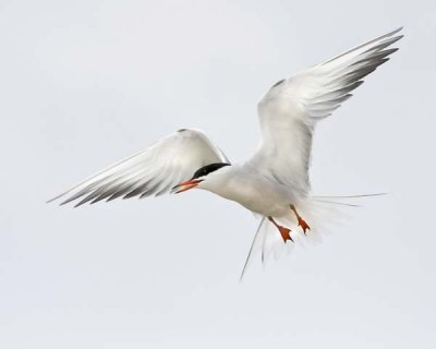 Common Tern Hovering.jpg