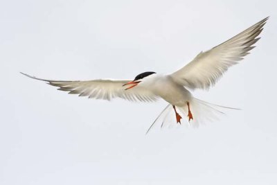 Common Tern Hovering 2.jpg