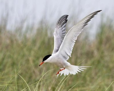 Common Tern Landing.jpg