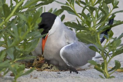 Common Tern with Baby and Egg on Nest.jpg