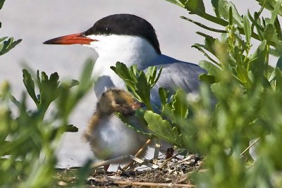 Common Tern with Baby on Nest.jpg