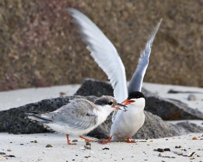 Common Tern feeding chick.jpg