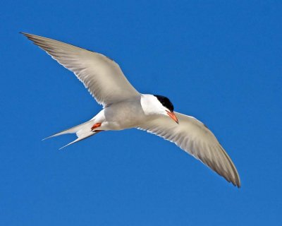 Common Tern in Flight.jpg