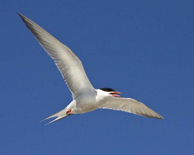 Common Tern in Flight 2.jpg