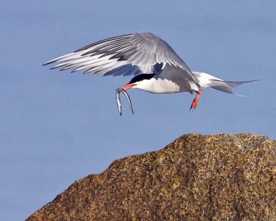 Common Tern Flying with Fish.jpg