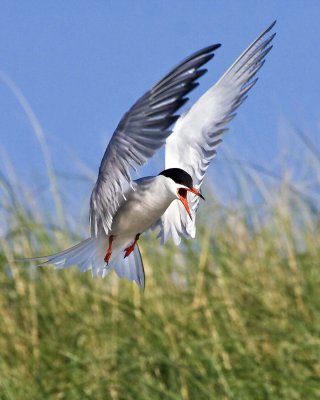 Common Tern Landing in Grass.jpg