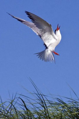 Common Tern looking up in flight.jpg