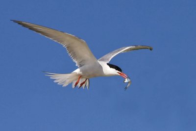 Common Tern with Fish 2.jpg