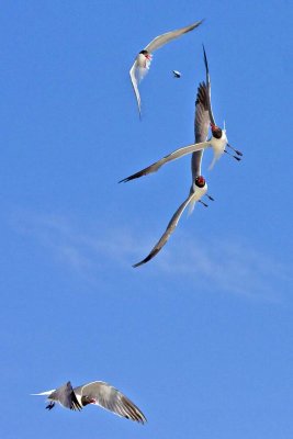 Laughing Gulls chasing Tern for Fish.jpg