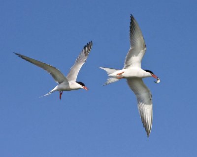 Tern chasing one with fish.jpg