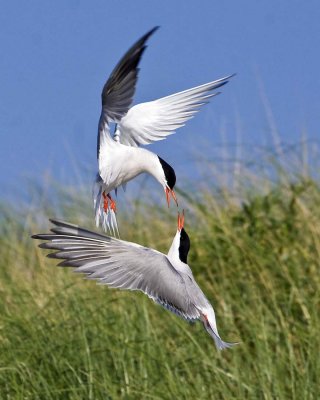 Common Terns Fighting_IMG_9845.jpg