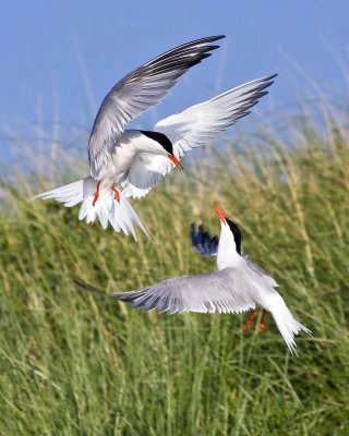 Common Terns fighting 2.jpg
