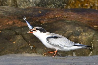 Young Tern swallowing fish.jpg