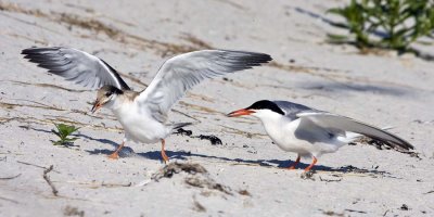 Young Tern Gets the Fish.jpg