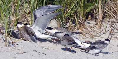 Young Terns fighting for the fish.jpg