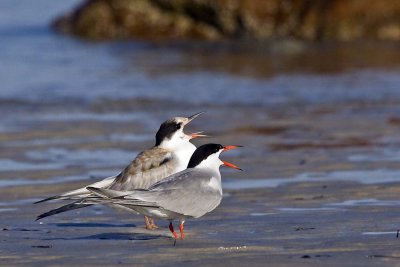 Mom and Baby Tern Yelling Together.jpg