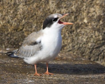 Juvenile Common Tern Yelling.jpg