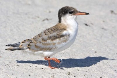 Juvenile Common Tern Walking.jpg