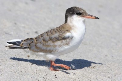 Juvenile Common Tern Walking 2.jpg