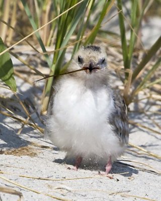 Young Common Tern with worm.jpg