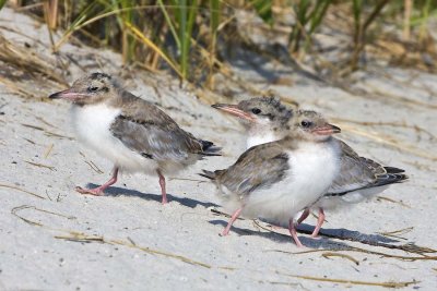 Three young Common Terns.jpg