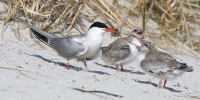 Young terns begging to mom.jpg