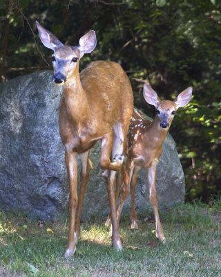 Deer mom and Fawn.jpg