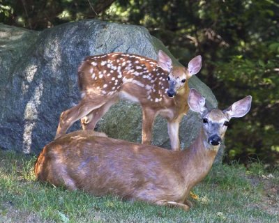 Deer Mom and Fawn 2.jpg