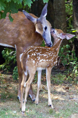 Mom Cleaning Fawn.jpg