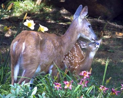 Doe cleaning fawn by flowers.jpg