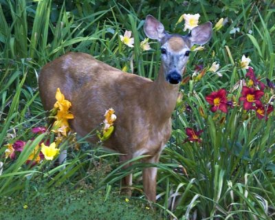 Doe in Flower Garden.jpg