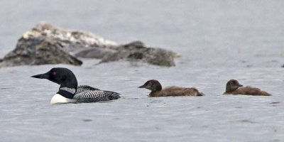 Loon and Chicks.jpg