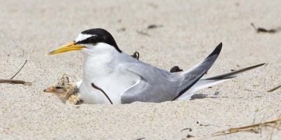 Least Tern sitting with Chick.jpg