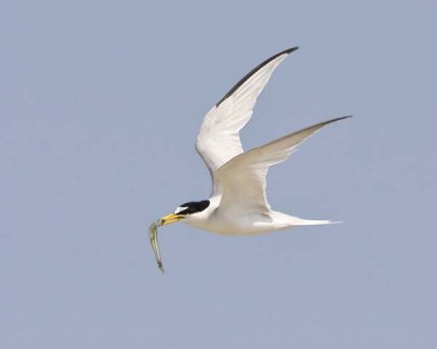Least Tern Flying with Fish_IMG_0962.jpg