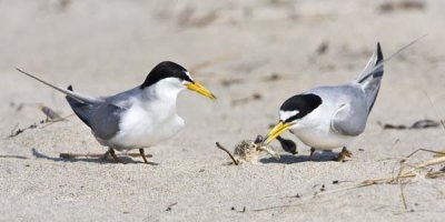 Least Tern chick takes fish from dad.jpg