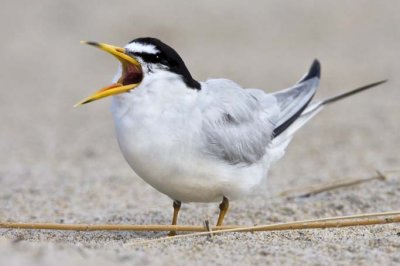 Least Tern Yawning.jpg