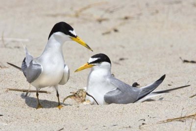 Least Tern Chick Swallowing Fish.jpg