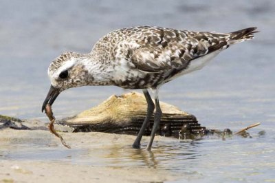 Black-bellied Plover and Worm.jpg