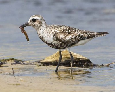 Black-bellied Plover with Worm 2.jpg