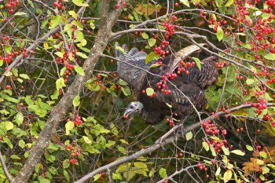 Turkey in tree with berry.jpg