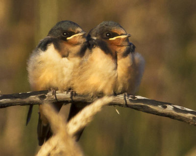 Barn Swallow babies together towards dusk.jpg