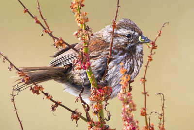 Song Sparrow with caterpillar 2.jpg