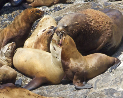 Stellar sea lion group kiss.jpg