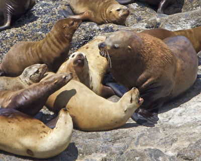 Stellar sea lion bull greeting harem.jpg
