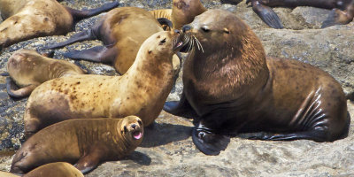 Stellar sea lion kiss with pup.jpg