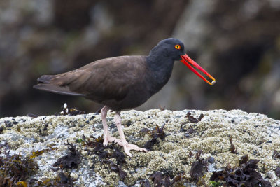 Black Oystercatcher with food.jpg