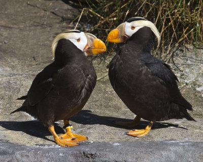 Tufted Puffins facing.jpg