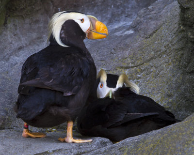 Tufted Puffins one resting.jpg
